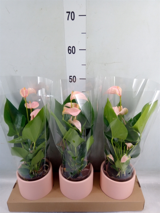 <h4>Anthurium andr. 'Joli Peach'</h4>