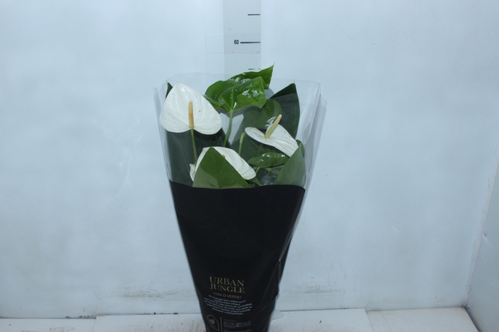 <h4>ANTHURIUM ALASKA P17 PREMIUM</h4>