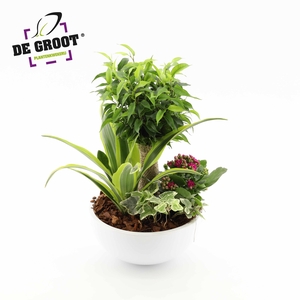 Arrangement Ficus jute stam in schaal
