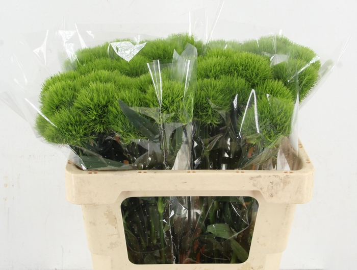 <h4>DI BARB KIWI MELLOW</h4>