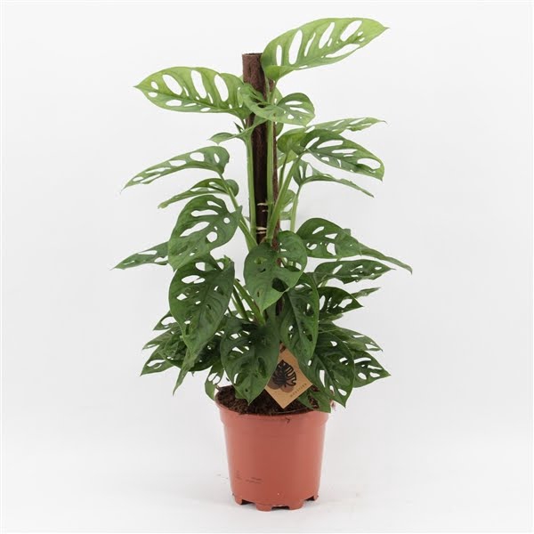 <h4>Monstera Monkey Leaf klimstok</h4>