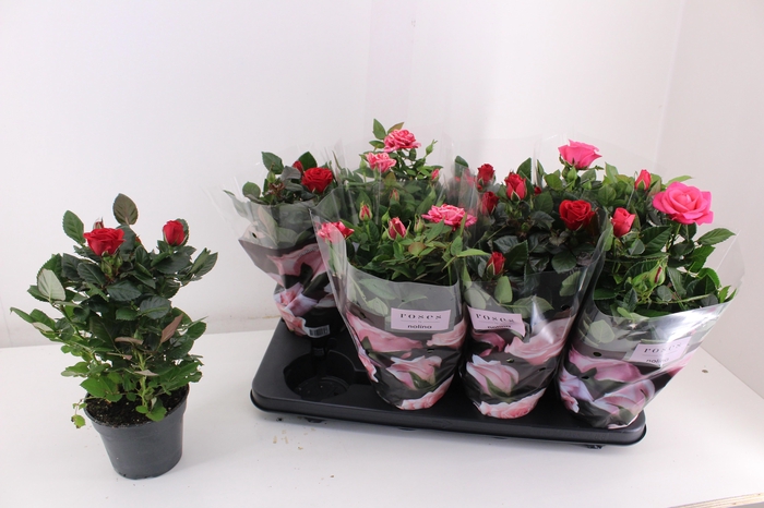 <h4>RO PATHIT GEM 3 SRT</h4>