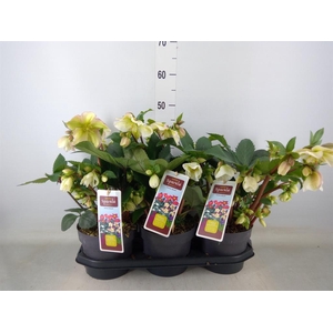 Helleborus   ...