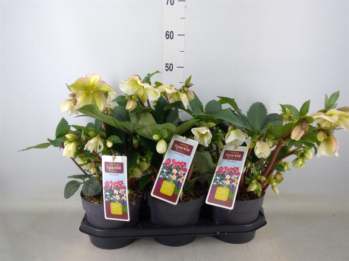 <h4>Helleborus   ...</h4>