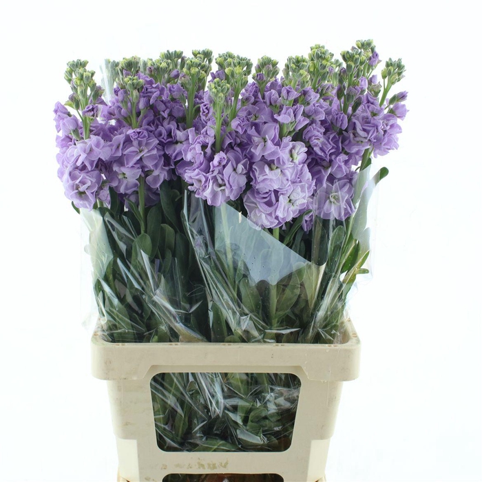 <h4>Matth Incana Iron Marine</h4>