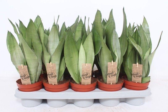 <h4>Sansevieria Moonshine</h4>