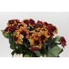 Dahlia Creme de Cognac