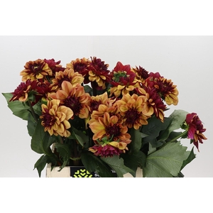 Dahlia Creme de Cognac
