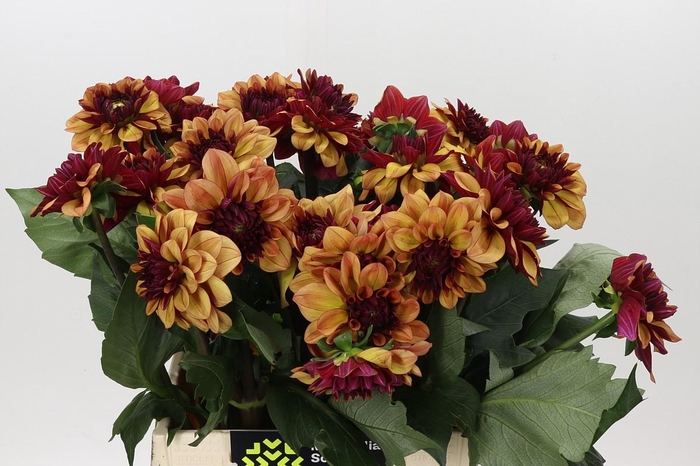 <h4>Dahlia Creme de Cognac</h4>