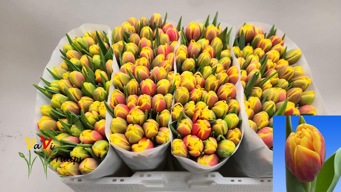 <h4>TU DU SHELL</h4>