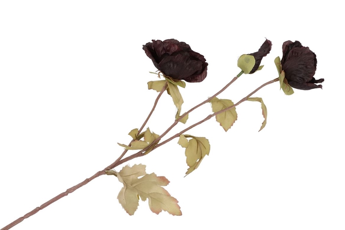 Silk Poppy 3x Tak Black 96cm Nm