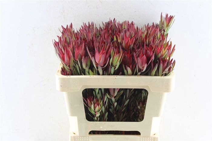 <h4>LEUCAD SAL BLUSH</h4>