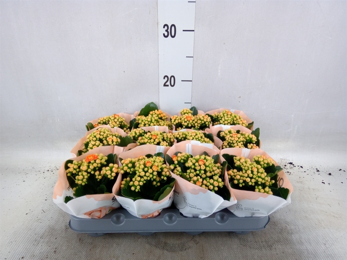 <h4>Kalanchoe  'RoseFlow Agnes'</h4>