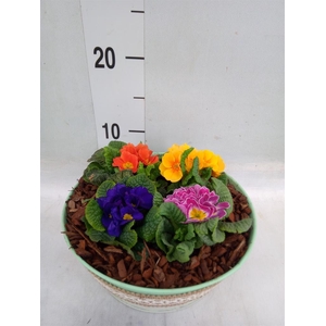 Arr.   Tuinplanten L%