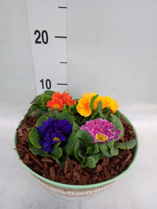 <h4>Arr.   Tuinplanten L%</h4>