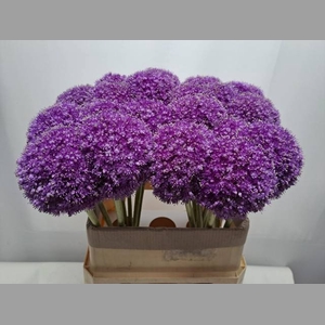 ALLIUM GIGANTEUM
