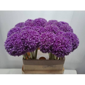 ALLIUM GIGANTEUM