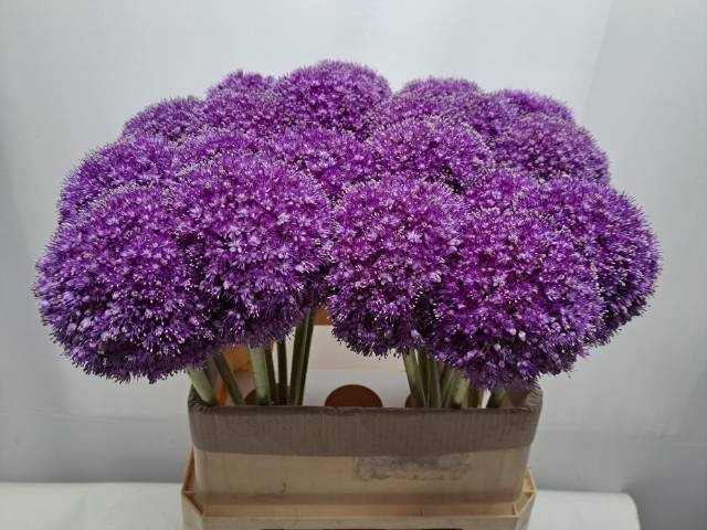 <h4>ALLIUM GIGANTEUM</h4>