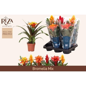 BROMELIA GEM 6 SRT