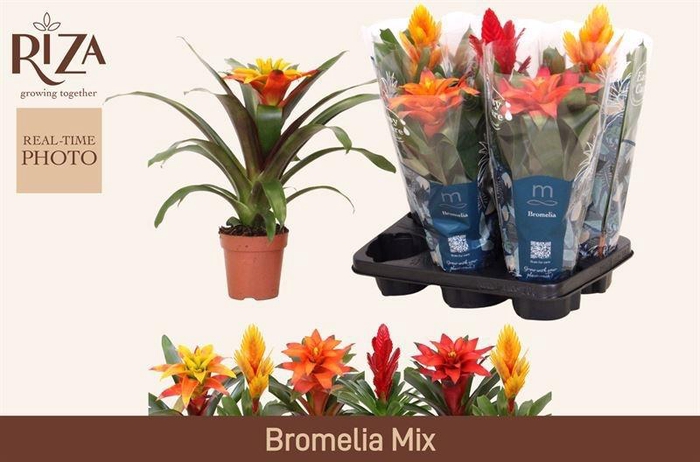 BROMELIA GEM 6 SRT