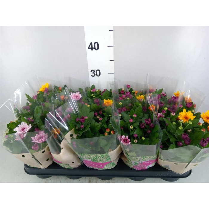 <h4>Chrysanthemum 'Mnt Aubisq' ..mx/p</h4>