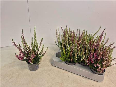 <h4>Callu Nova Gem 3 Kl Mini Pot 6</h4>