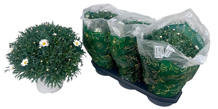 <h4>ARG STELLA 2000</h4>