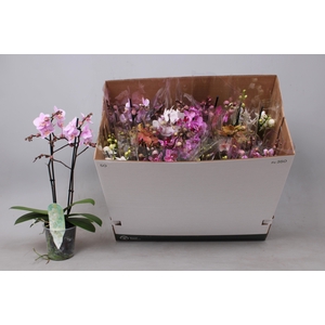 PHAL MF GEM 8 KL