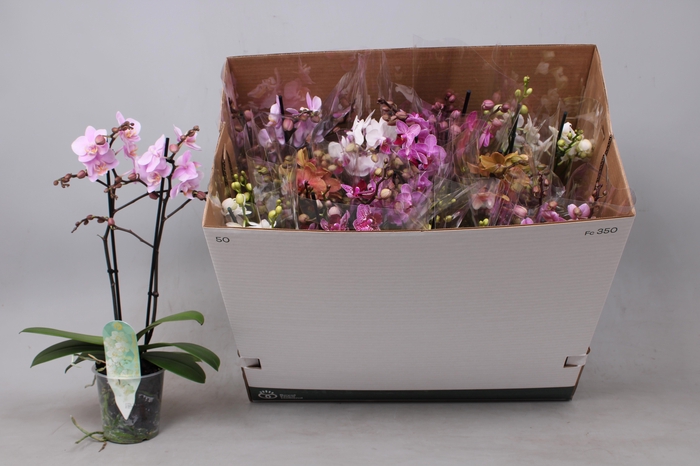<h4>PHAL MF GEM 8 KL</h4>