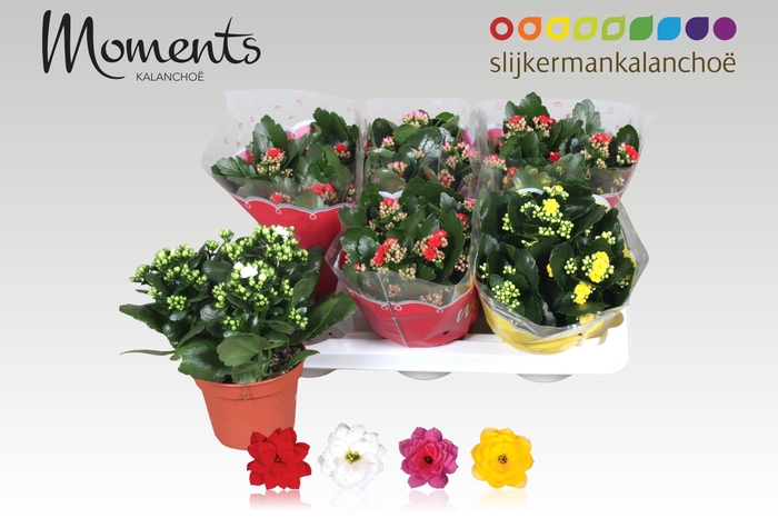 <h4>KAL GE GEM 4 KL</h4>