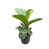 Ficus Lyrata Bambino