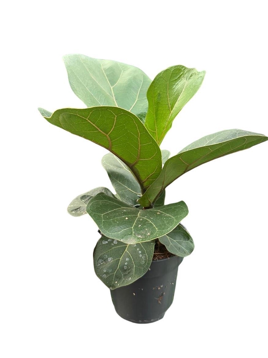 Ficus Lyrata Bambino