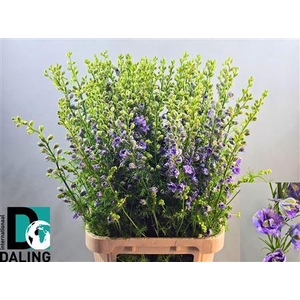 Cons R Q Viole Lilac 100cm