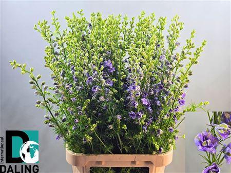 <h4>Cons R Q Viole Lilac 100cm</h4>