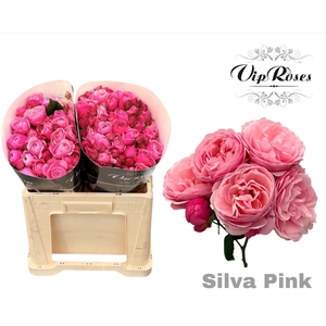R Tr Silva Pink+ Vip