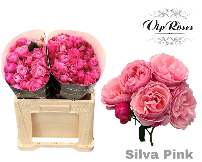 <h4>R Tr Silva Pink+ Vip</h4>