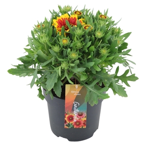Gaillardia Spin Top Orange Halo p17 (PT)