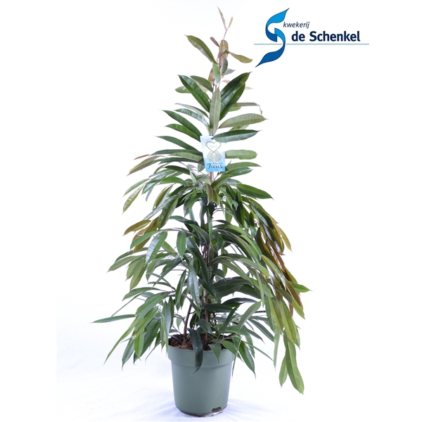 <h4>FICUS binnendijckii Amstel King</h4>