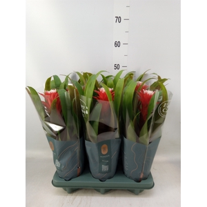 Guzmania  'Hope'