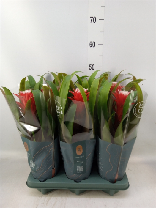 <h4>Guzmania  'Hope'</h4>