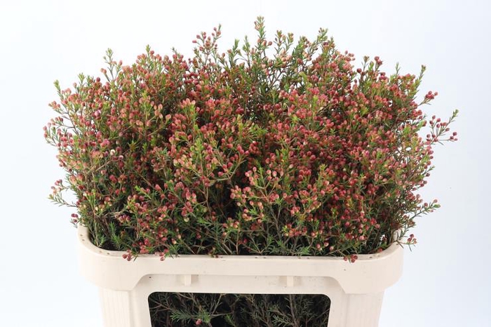 <h4>Cham Un Adi Knop</h4>