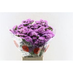 Lim S Taff Sun Birds