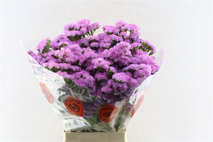 <h4>Lim S Taff Sun Birds</h4>