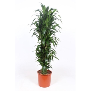 Dracaena Janet Craig