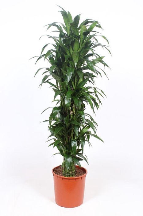 <h4>Dracaena Janet Craig</h4>