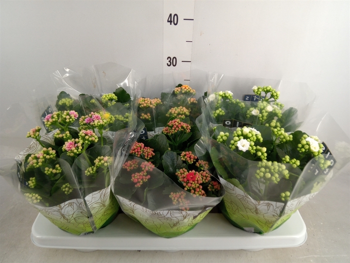 <h4>Kalanchoe blos.   ..rosebud mix  5</h4>