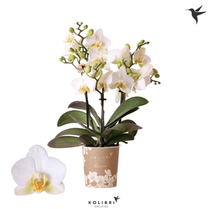 Kolibri Orchids Phalaenopsis Blossom Lausanne 3spike