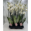 Phal Ant Leeds