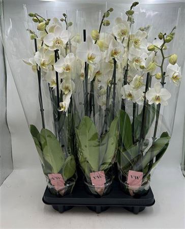 Phal Ant Leeds