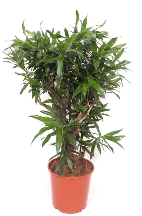 <h4>Dracaena</h4>